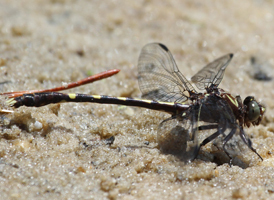 Common Sanddragon